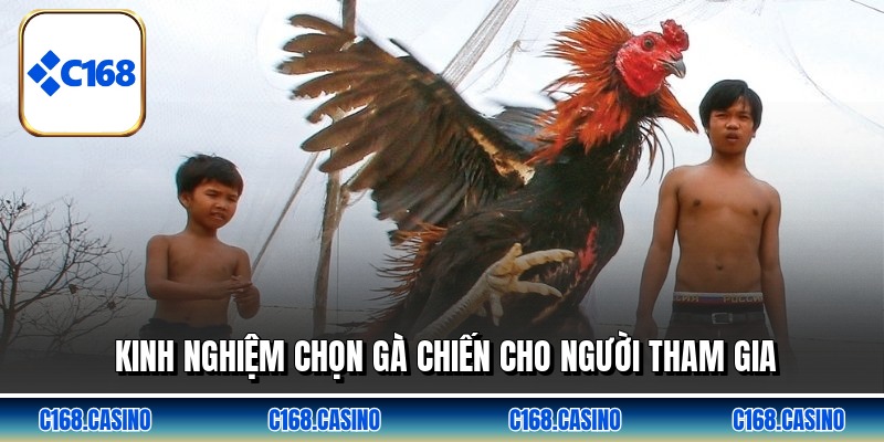 Kinh nghiệm chọn gà chiến cho người tham gia