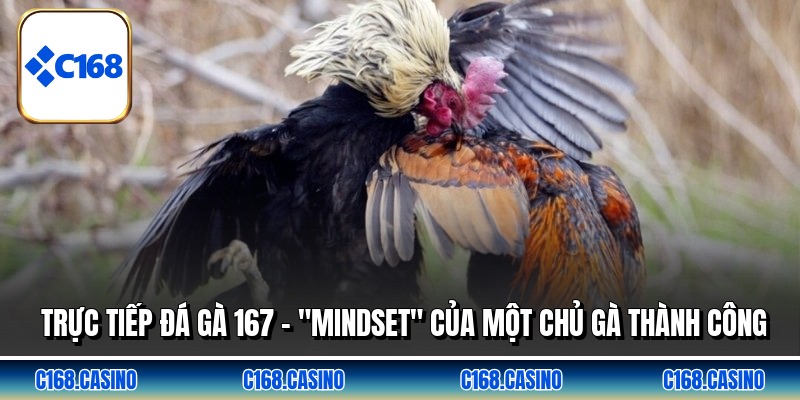 Trực Tiếp Đá Gà 167 - "Mindset" Của Một Chủ Gà Thành Công