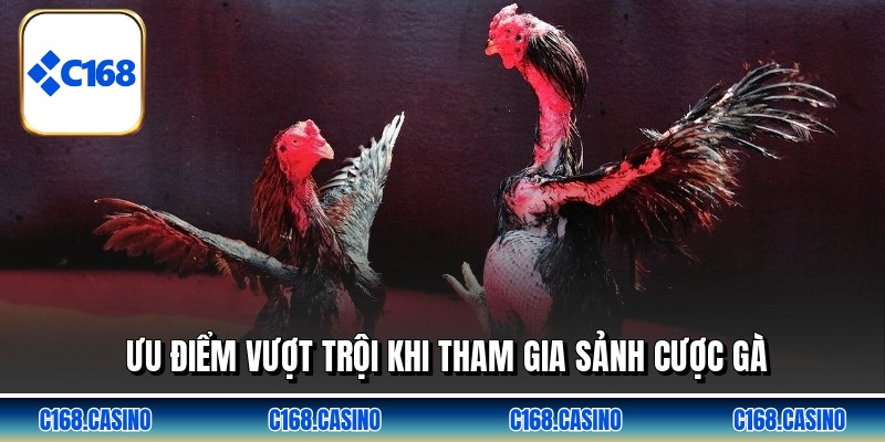 Ưu điểm vượt trội khi tham gia sảnh cược gà
